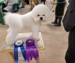 Small Photo #1 Bichon Frise Puppy For Sale in WAYLAND, MI, USA