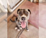 Small #7 American Pit Bull Terrier-American Staffordshire Terrier Mix