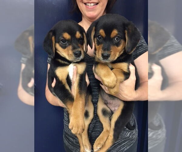 Medium Photo #10 Beagle-Unknown Mix Puppy For Sale in Oakhurst, NJ, USA
