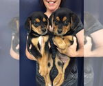 Small #9 Beagle Mix