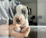 Small #1 American Pit Bull Terrier