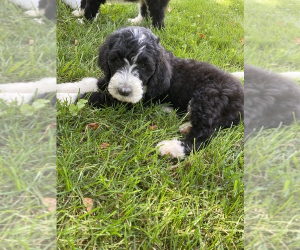 Medium Photo #4 Bernedoodle-Poodle (Standard) Mix Puppy For Sale in RICHMOND, IL, USA