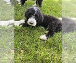 Small Photo #4 Bernedoodle-Poodle (Standard) Mix Puppy For Sale in RICHMOND, IL, USA