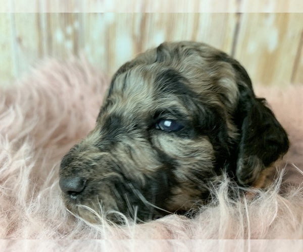 Medium Photo #10 Goldendoodle Puppy For Sale in CONCORD, NC, USA