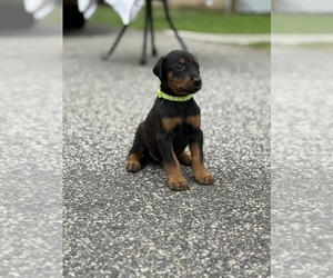 Doberman Pinscher Puppy for sale in NEWTON, NC, USA