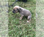 Small Photo #32 Cane Corso Puppy For Sale in ROYAL PALM BEACH, FL, USA
