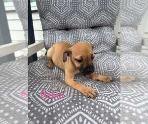Chug Dogs for adoption in Brewster, NY, USA