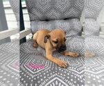 Reika (Roxie's Litter) - Female Chug Dog for Adoption - Small photo