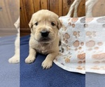 Small #2 Golden Retriever