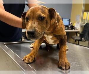 Catahoula Leopard Dog-Labrador Retriever Mix Dogs for adoption in Orange, CA, USA