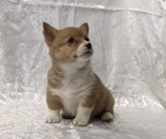 Small #2 Pembroke Welsh Corgi