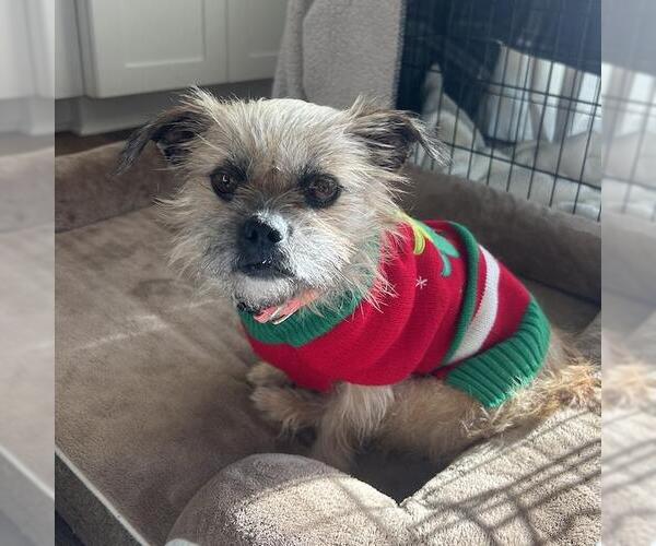 Medium Photo #4 Brussels Griffon-Norwich Terrier Mix Puppy For Sale in San Diego, CA, USA