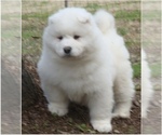 Small Photo #13 Samoyed Puppy For Sale in BAXTER, TN, USA