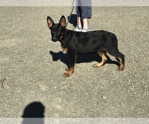 German Shepherd Dog Puppy for sale in VACAVILLE, CA, USA
