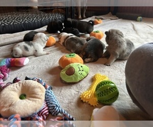 Pug Litter for sale in BLOOMINGTON, IL, USA