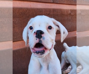 Boxer Puppy for sale in AFTON, WY, USA