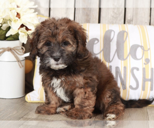 ShihPoo Puppy for sale in MOUNT VERNON, OH, USA