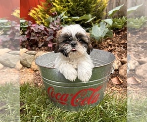 Shih Tzu Puppy for sale in MIDDLEBURY, IN, USA