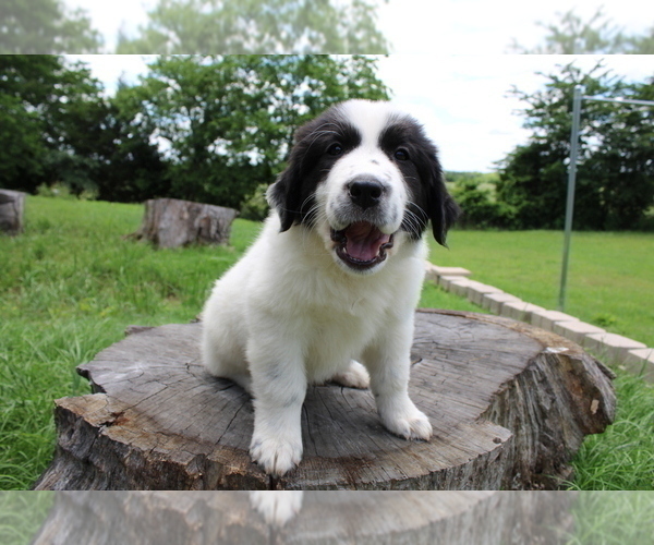 Medium Photo #2 Great Pyrenees Puppy For Sale in WILLS POINT, TX, USA