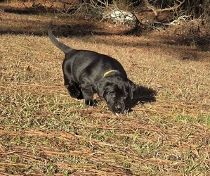 Labrador Retriever Litter for sale in NEWNAN, GA, USA
