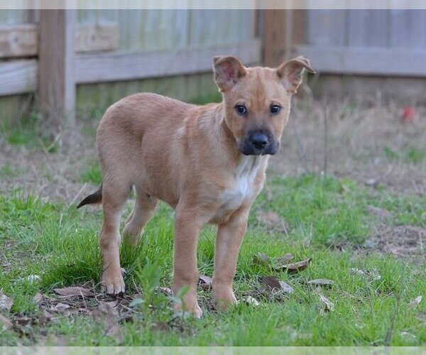 Medium Photo #7 Mutt Puppy For Sale in Jackson, MS, USA