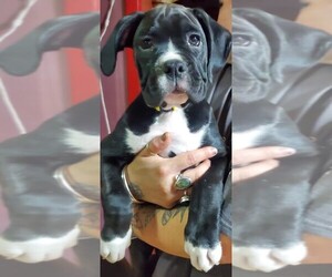 Boxer Puppy for sale in MOSES LAKE, WA, USA
