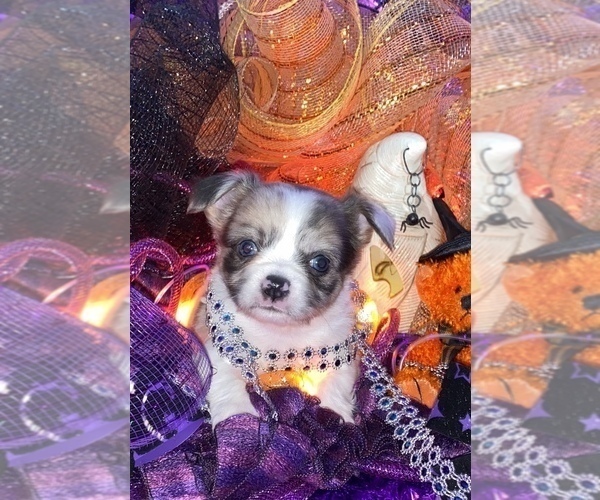 Medium Photo #20 Bullhuahua-Chihuahua Mix Puppy For Sale in RAWSONVILLE, MI, USA
