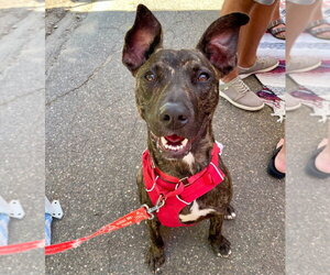 Ringo - Male Black Mouth Cur-Unknown Mix Dog for Adoption - Photo #31