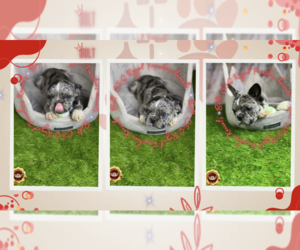 French Bulldog Puppy for sale in ATLANTA, GA, USA