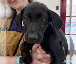 Small #2 Labrador Retriever Mix