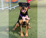 Small #3 Rottweiler