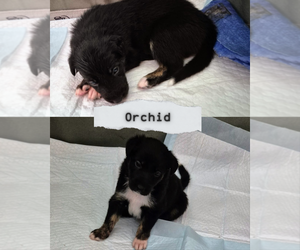 Medium Border-Aussie