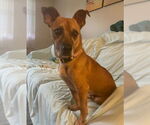 Small #2 Jack Russell Terrier Mix