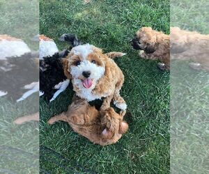Cavapoo Puppy for sale in INMAN, SC, USA