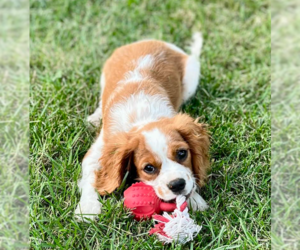 Medium Cavalier King Charles Spaniel