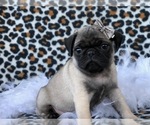 Small Photo #13 Pug Puppy For Sale in LAKELAND, FL, USA