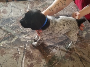 German Shorthaired Pointer Puppy for sale in WILLIAMSPORT, PA, USA
