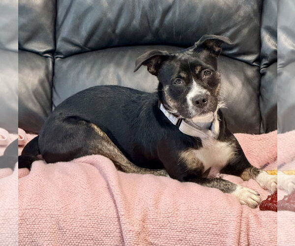 Medium Photo #3 Mutt Puppy For Sale in Spring Lake, NJ, USA