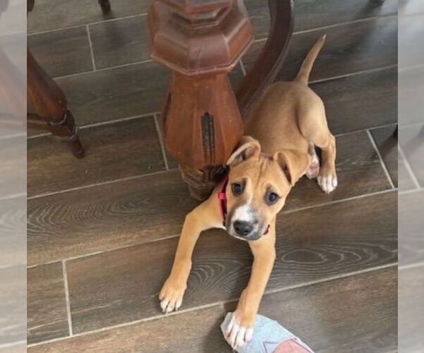 Medium Photo #3 Black Mouth Cur-Unknown Mix Puppy For Sale in Lakewood, CO, USA