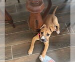 Small #2 Black Mouth Cur Mix