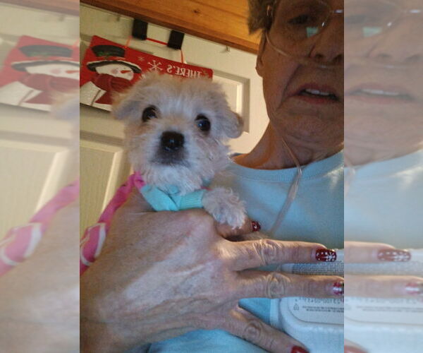 Medium Photo #2 Maltese-Unknown Mix Puppy For Sale in San Bernardino, CA, USA