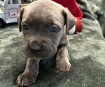 Puppy Eve Cane Corso