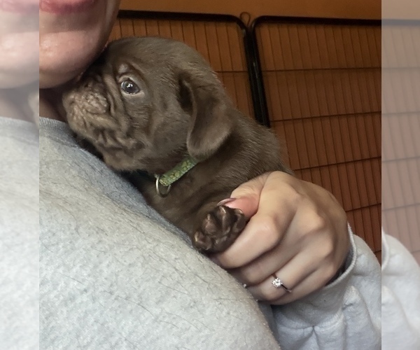 Medium Photo #13 Pug Puppy For Sale in BLOOMINGTON, IL, USA