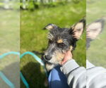 Small #1 Australian Terrier Mix