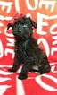 Small #1 Boston Terrier-Poodle (Toy) Mix