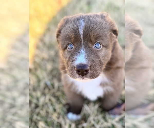 Medium Photo #3 Australian Shepherd Puppy For Sale in PANAMA CITY, FL, USA