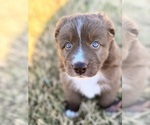 Small #2 Australian Shepherd