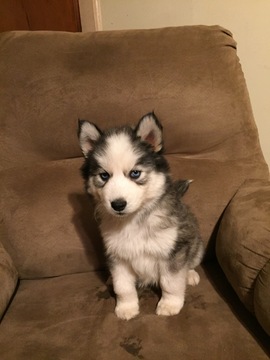 Medium Photo #3 Siberian Husky Puppy For Sale in BROXTON, GA, USA
