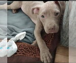 Small #19 Mutt