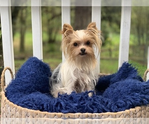 Yorkshire Terrier Puppy for sale in ELMA, WA, USA